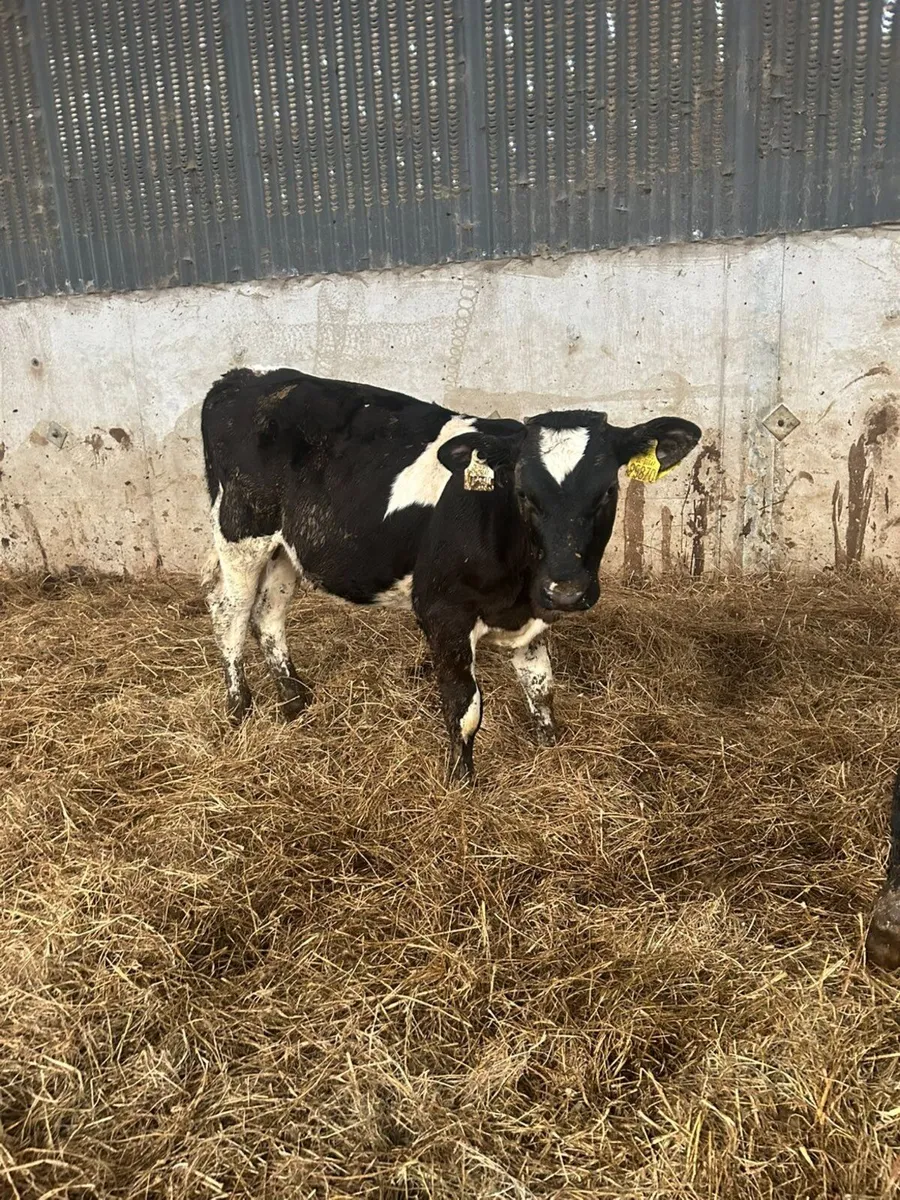 23 Fr heifer calves - Image 1
