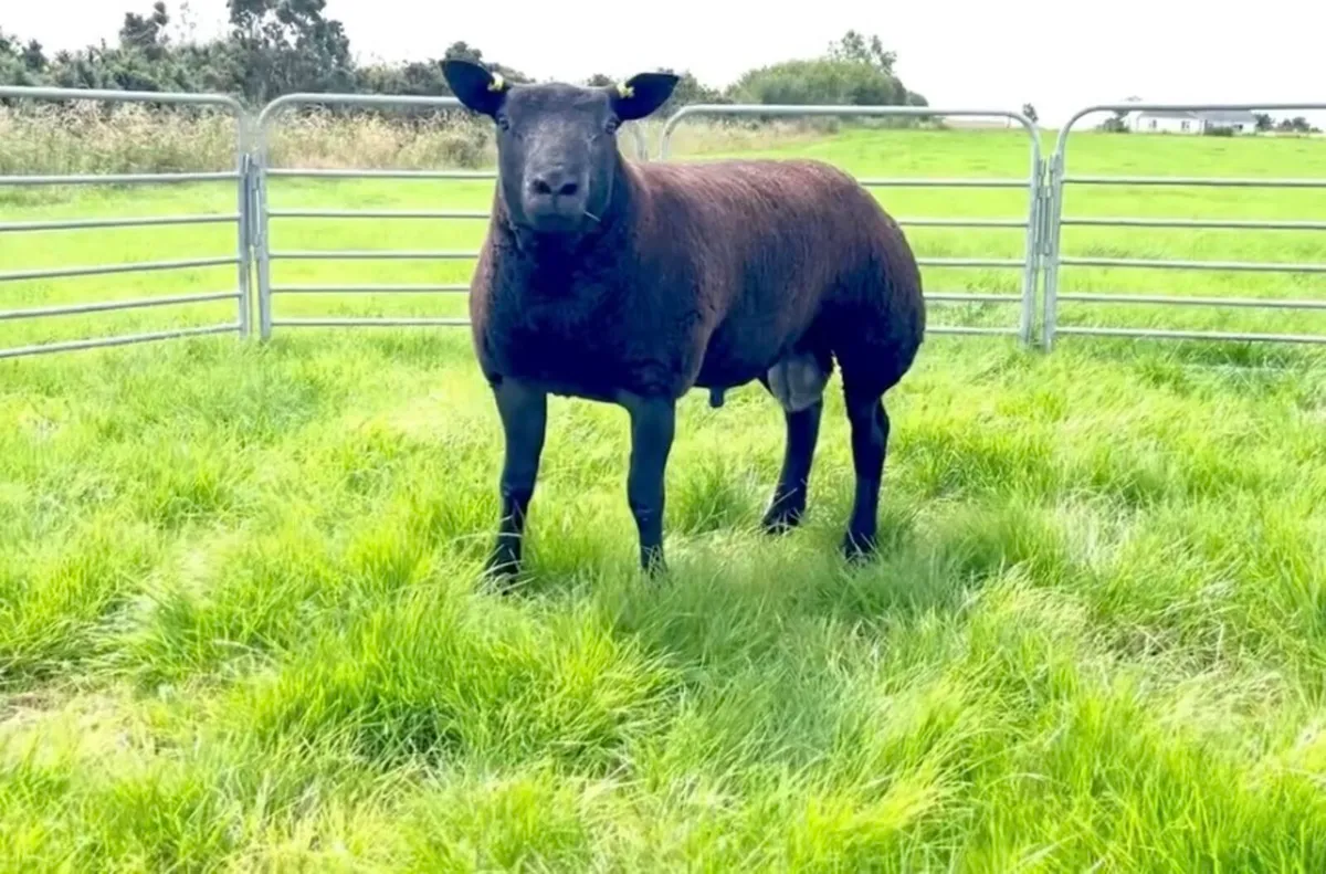 PBR Blue Texel - Image 3