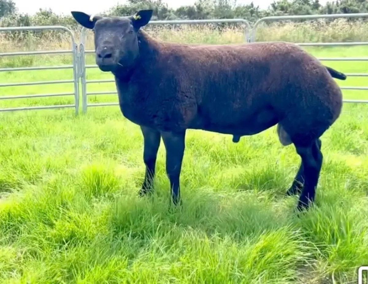 PBR Blue Texel - Image 4