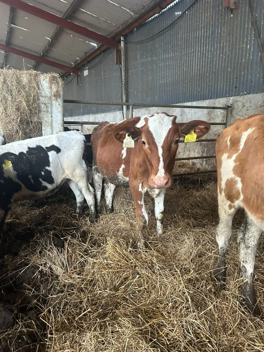 23 Fr heifer calves - Image 3