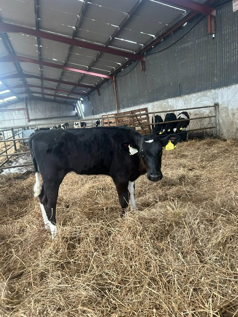 23 Fr heifer calves - Image 4