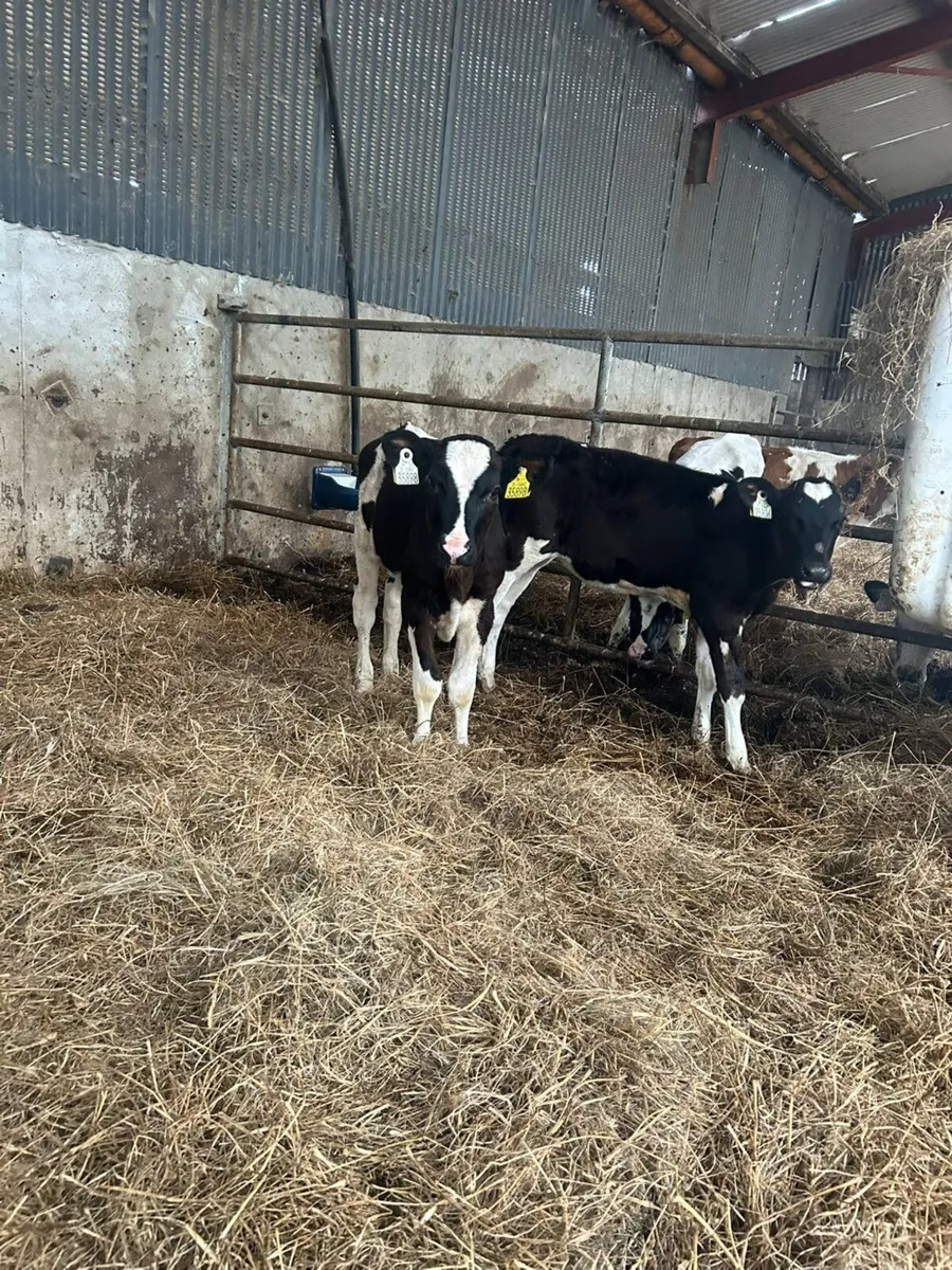 23 Fr heifer calves - Image 2