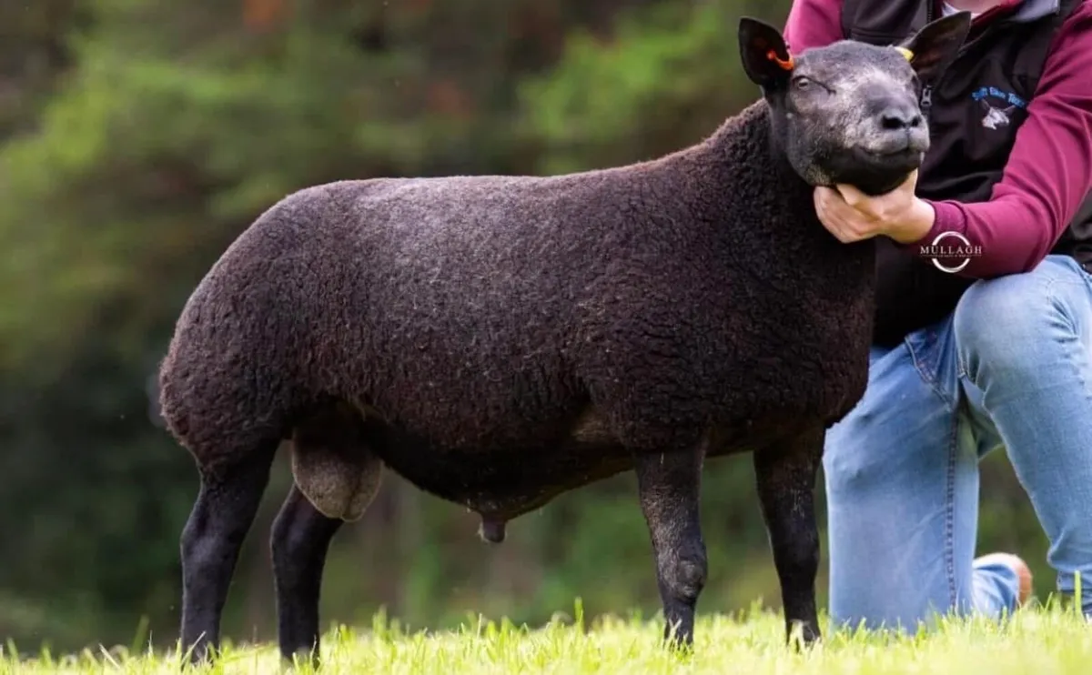 PBR Blue Texel - Image 1