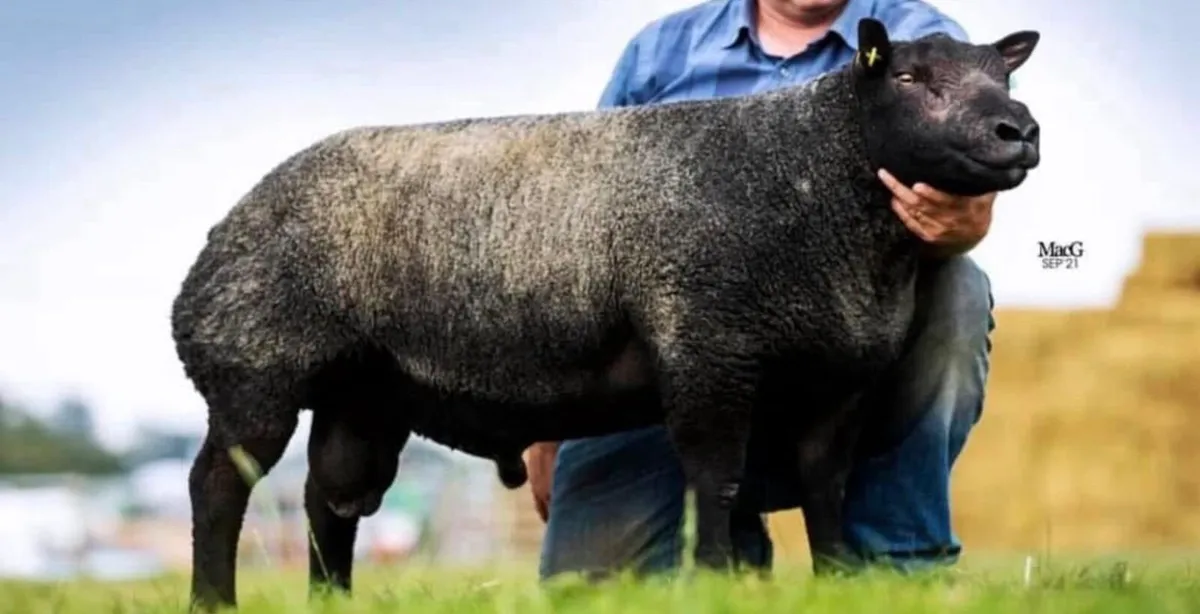 PBR Blue Texel - Image 2