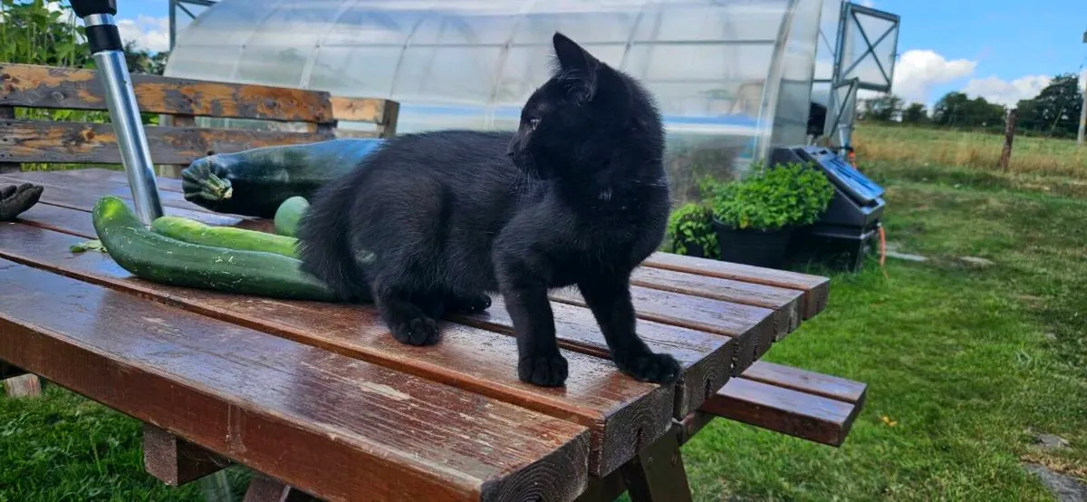 Black female kitten - Image 1