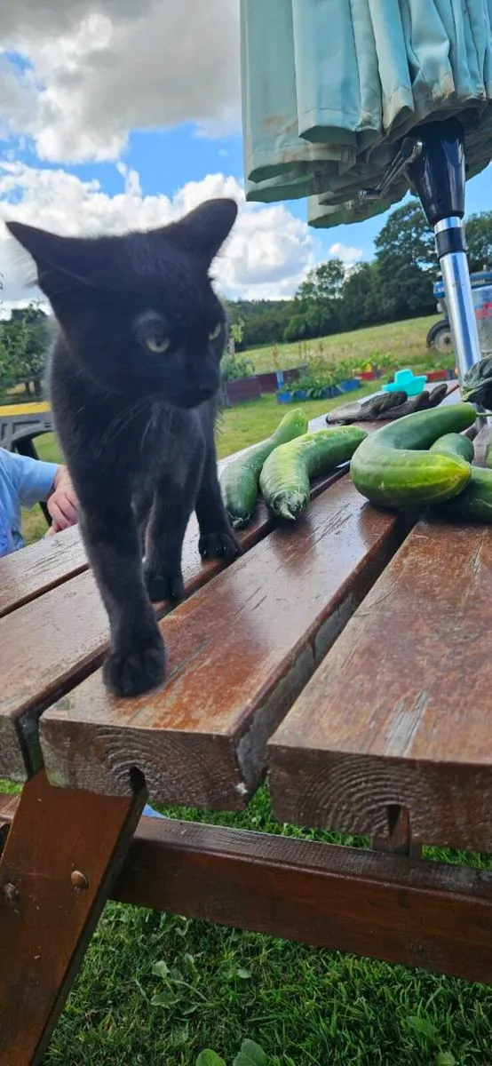 Black female kitten - Image 2