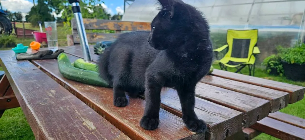 Black female kitten - Image 3