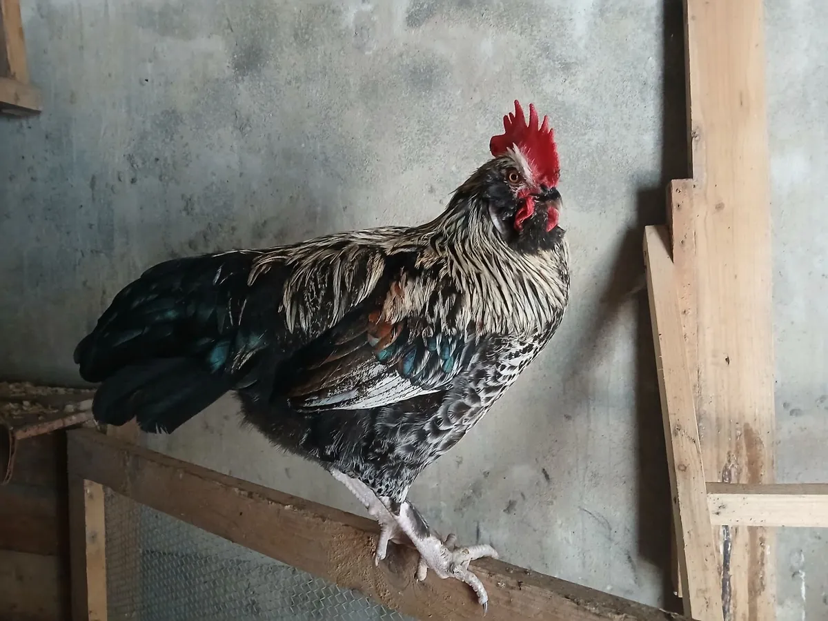 Beautiful 8 Month Old Roosters - Image 1
