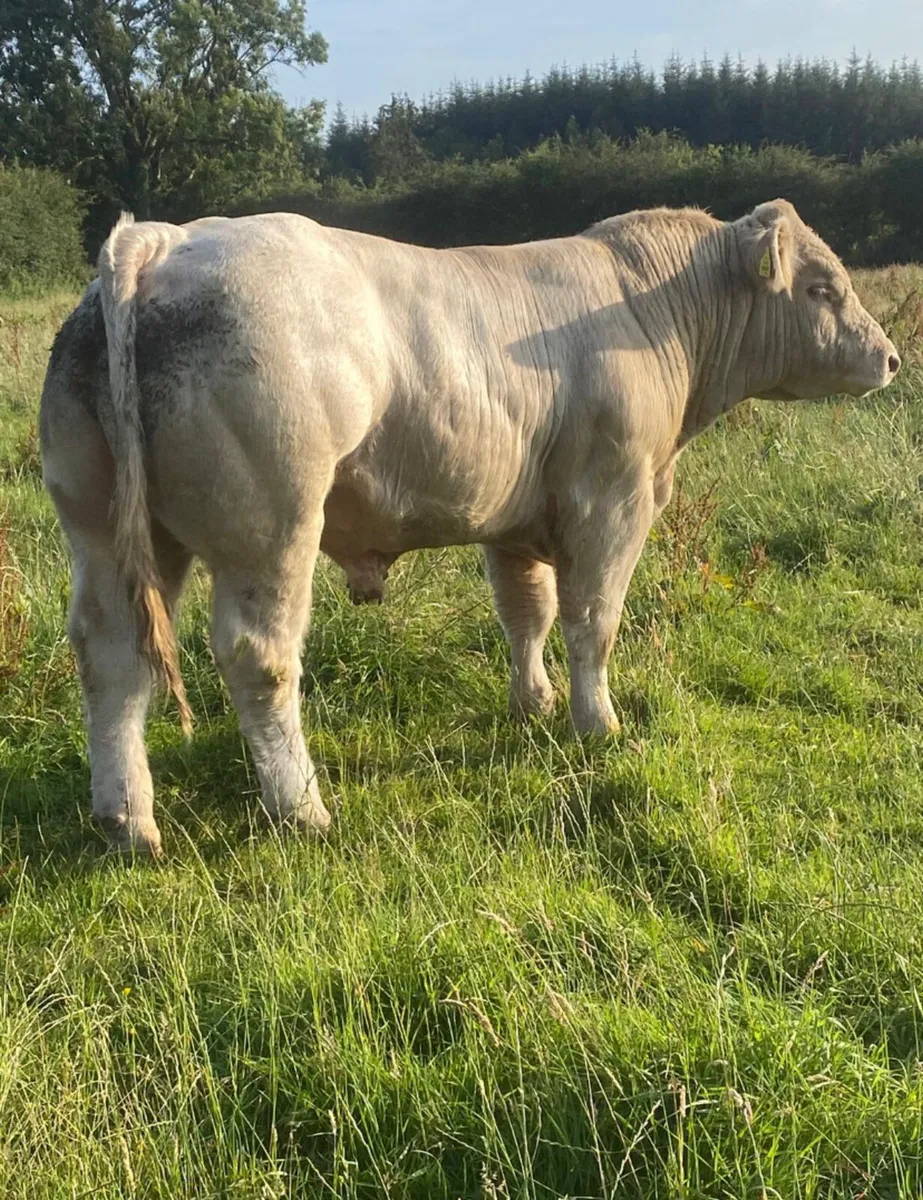 Charolais bulls - Image 1