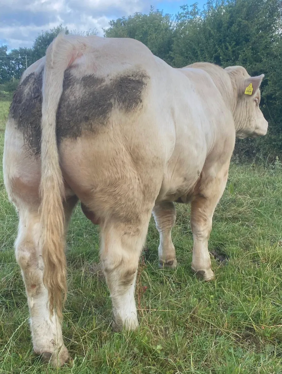 Charolais bulls - Image 2