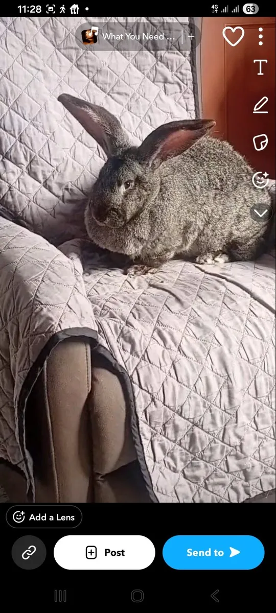 Giant Flemish Rabbits