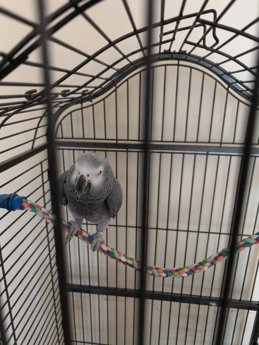 African Grey Parrot - Image 1