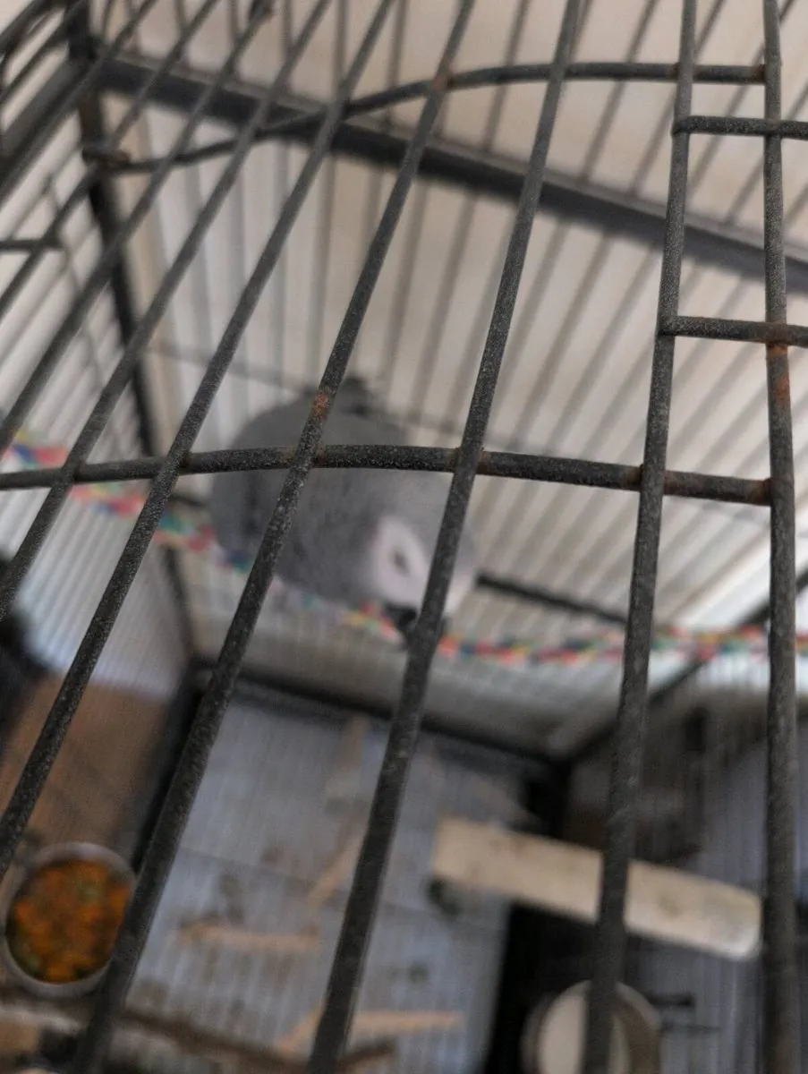African Grey Parrot - Image 2