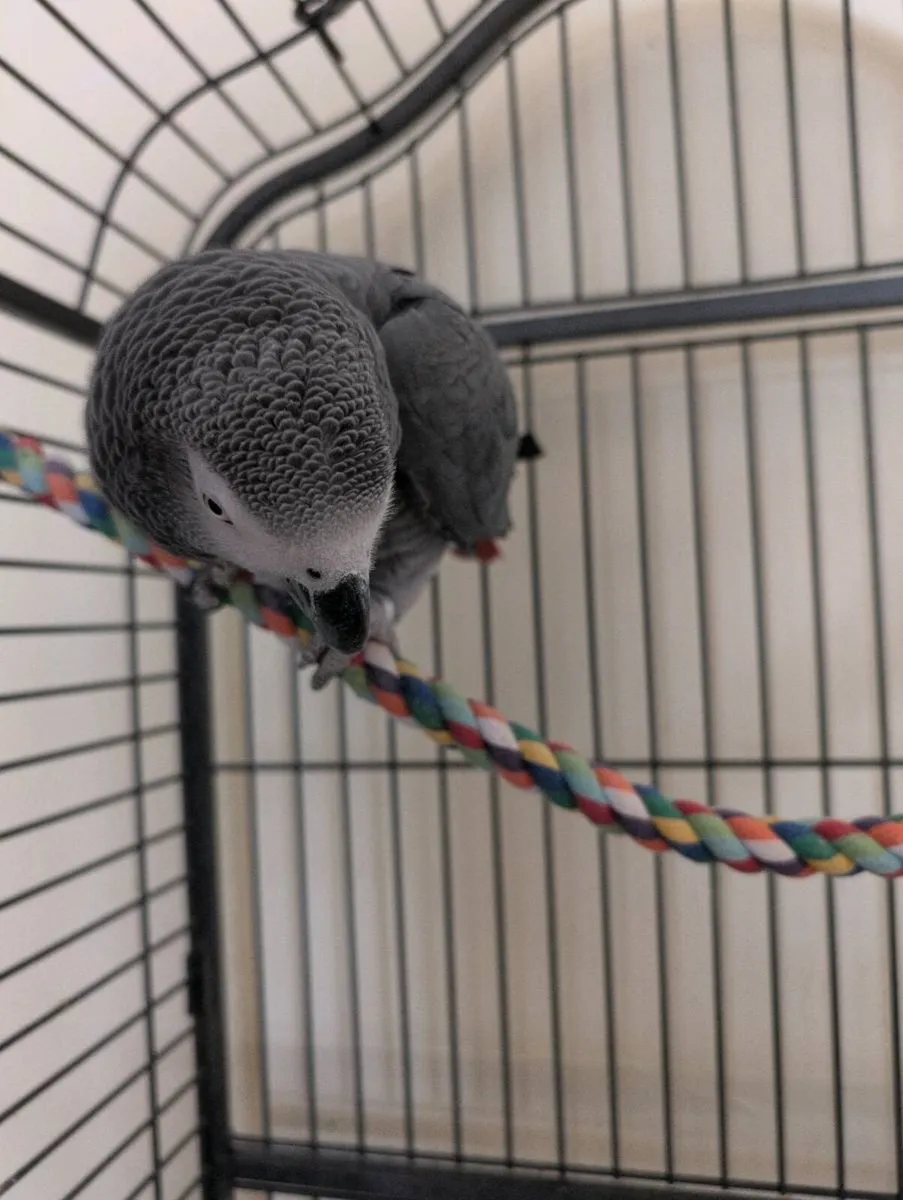 African Grey Parrot - Image 3