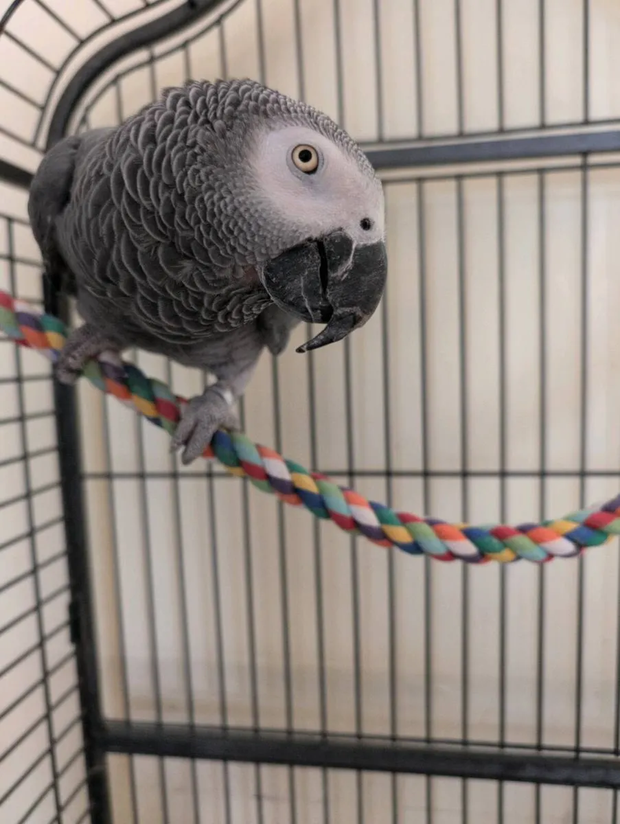 African Grey Parrot - Image 4