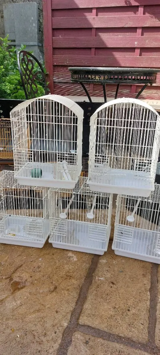 Birds - Image 3