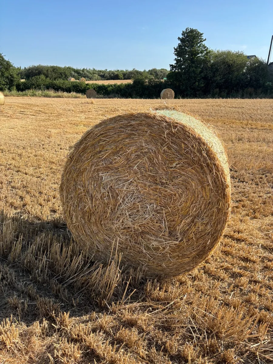 Straw - Image 2