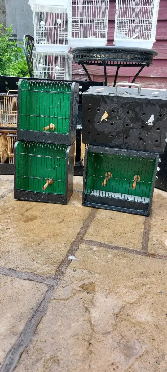Birds - Image 2