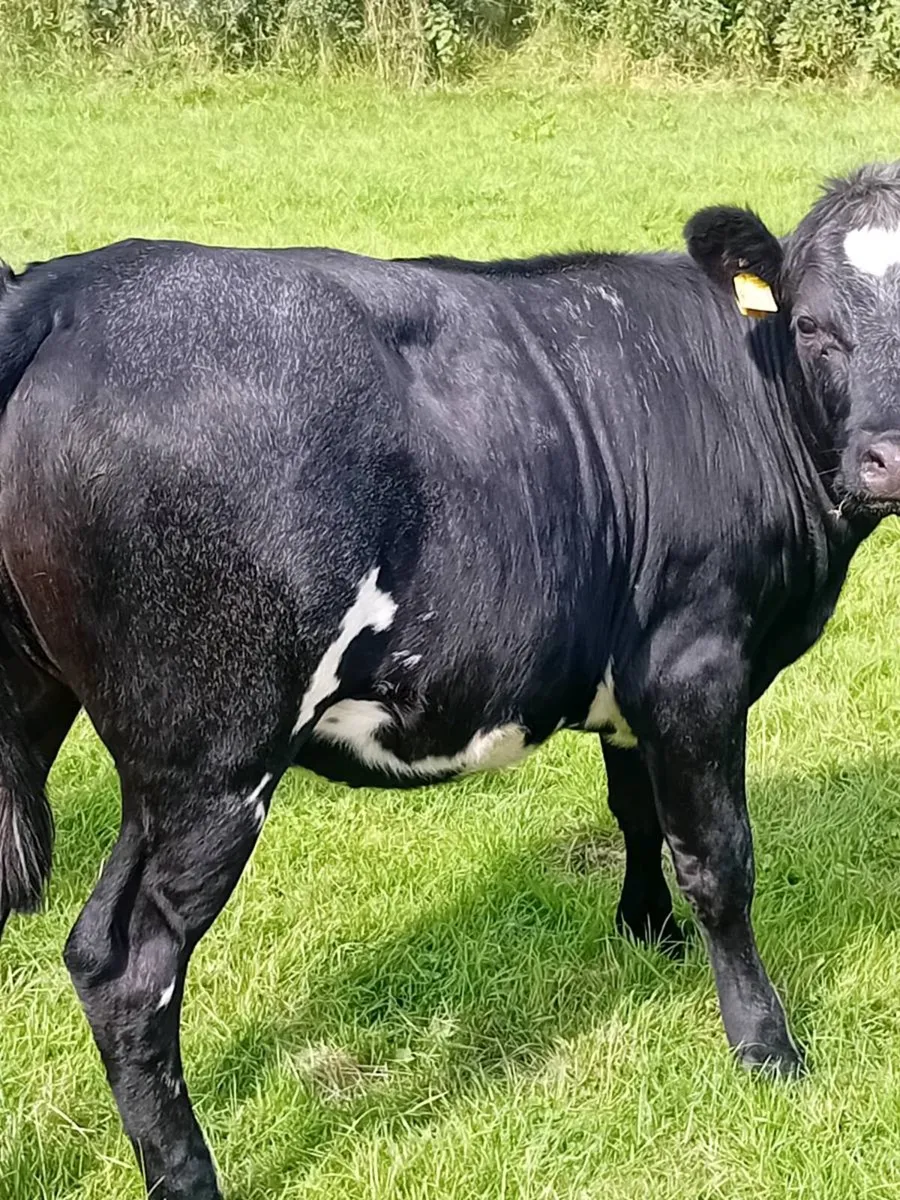Roan Maiden heifers - Image 3