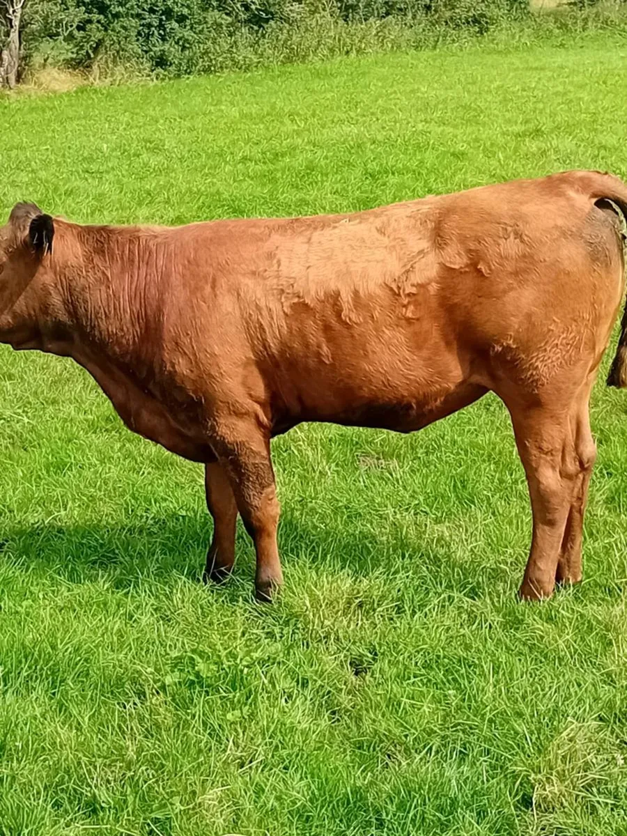 Roan Maiden heifers - Image 4