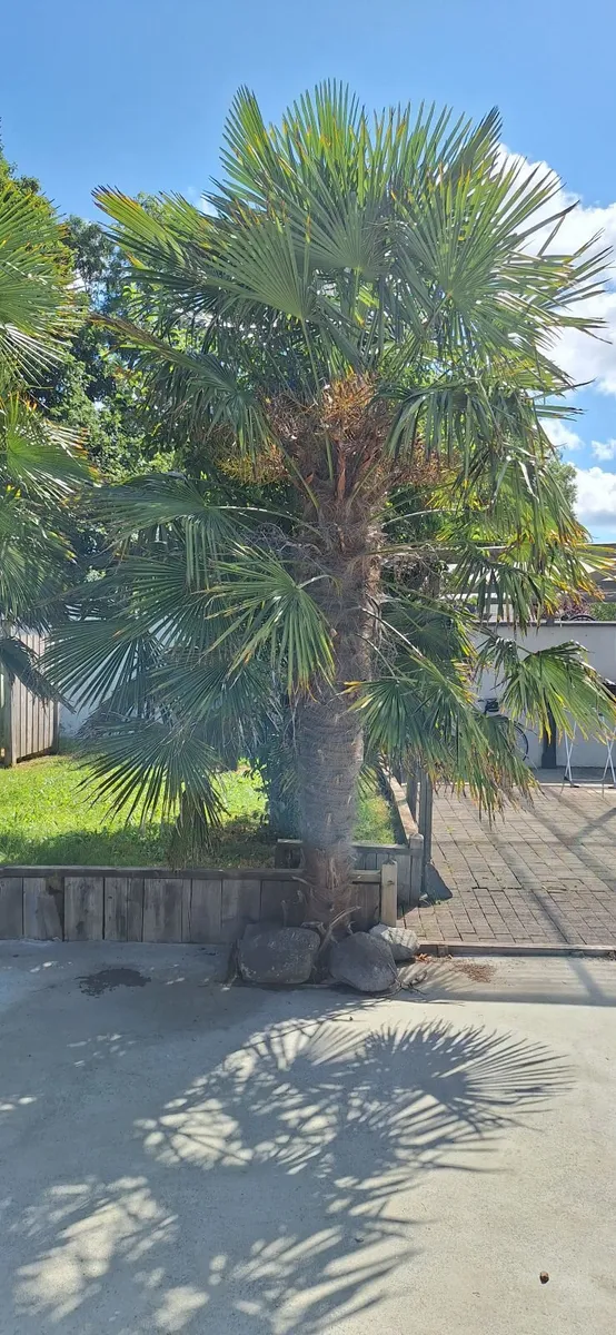 Two Mature Windmill Palm  (Trachycarpus fortunei) - Image 2