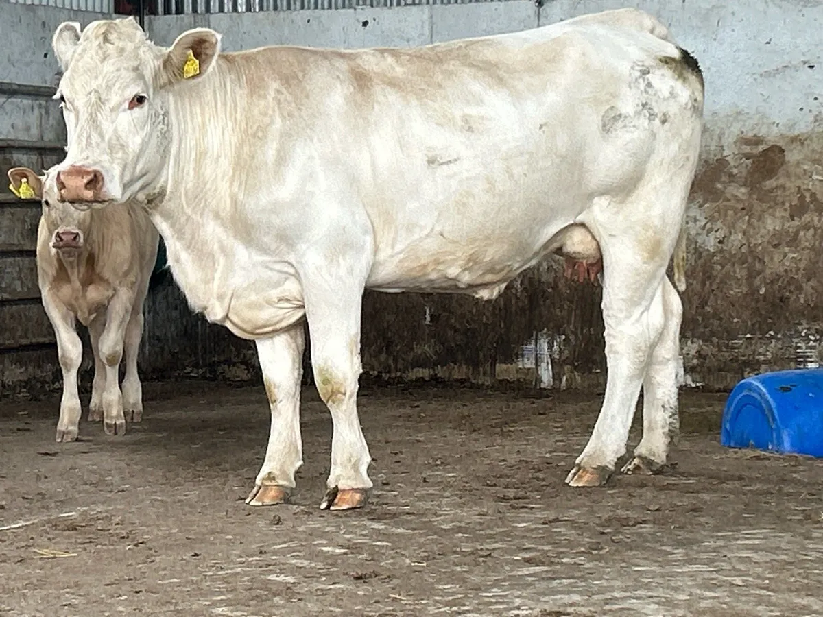 2 first calved heifers and heifer calf’s - Image 4