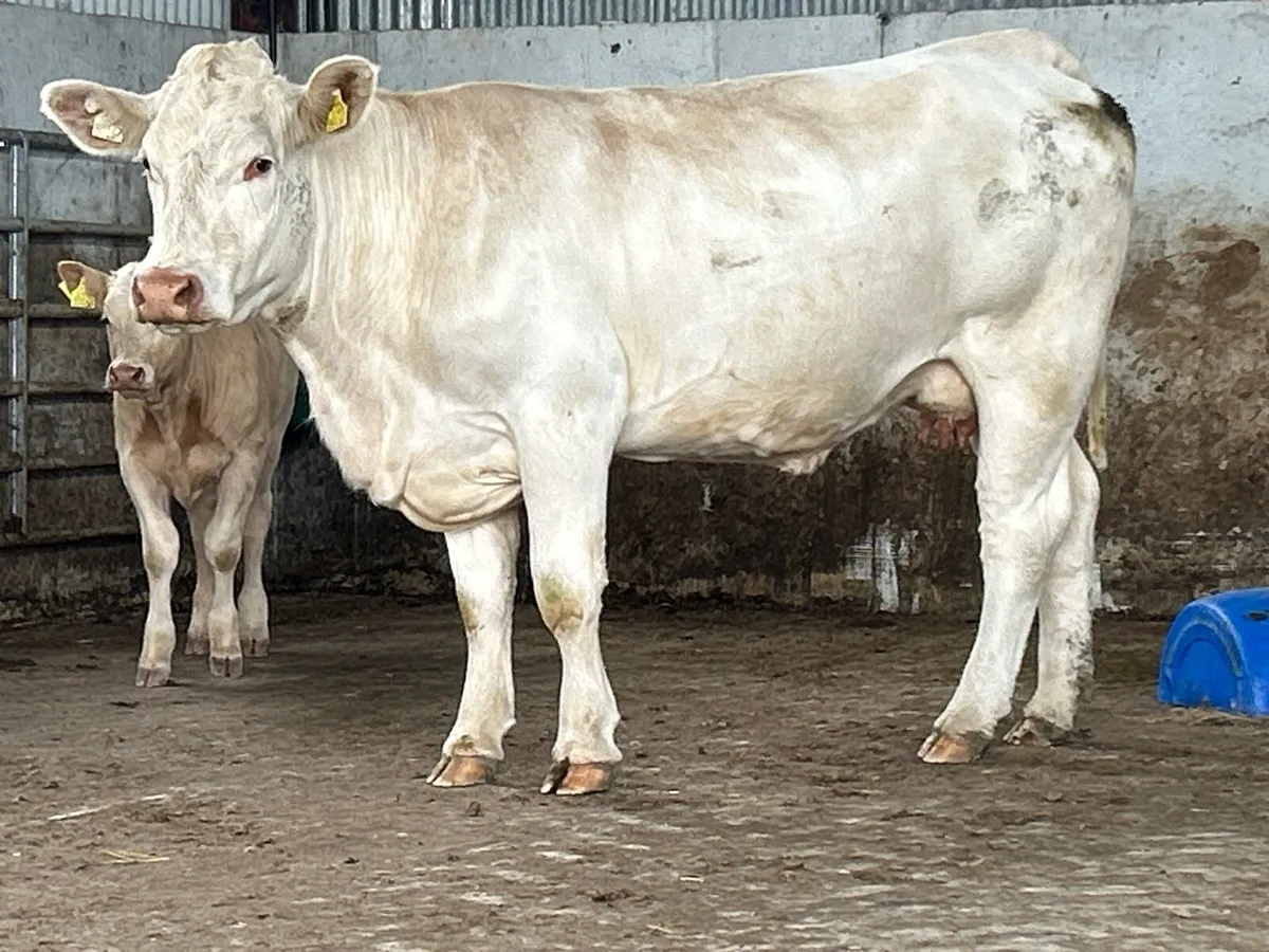 2 first calved heifers and heifer calf’s - Image 1