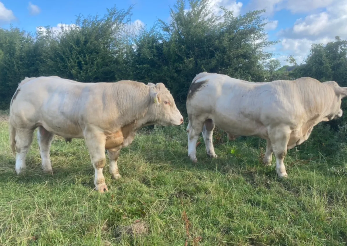 Charolais bulls - Image 3