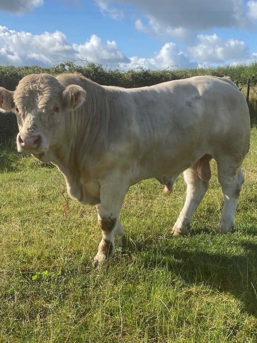 Charolais bulls - Image 4