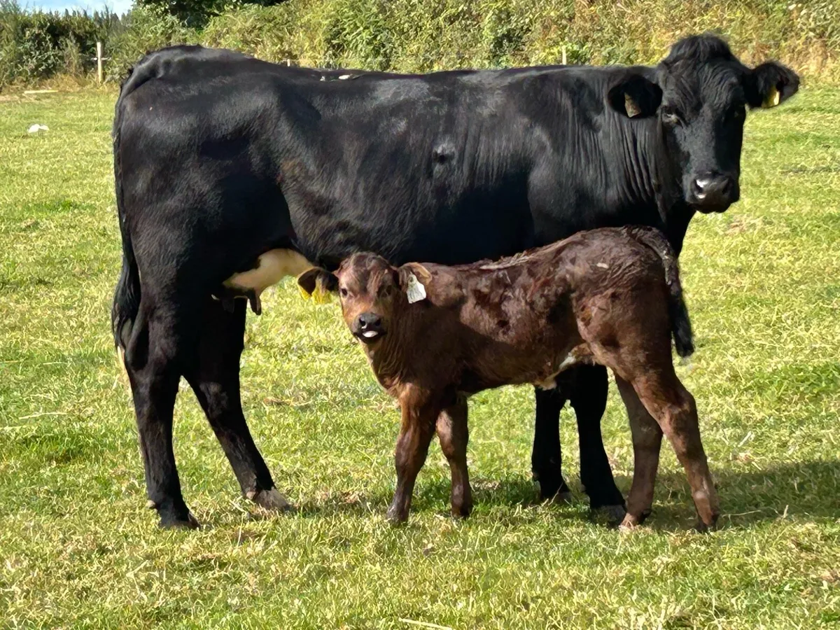 First calved limousine heifer and bull calf - Image 1