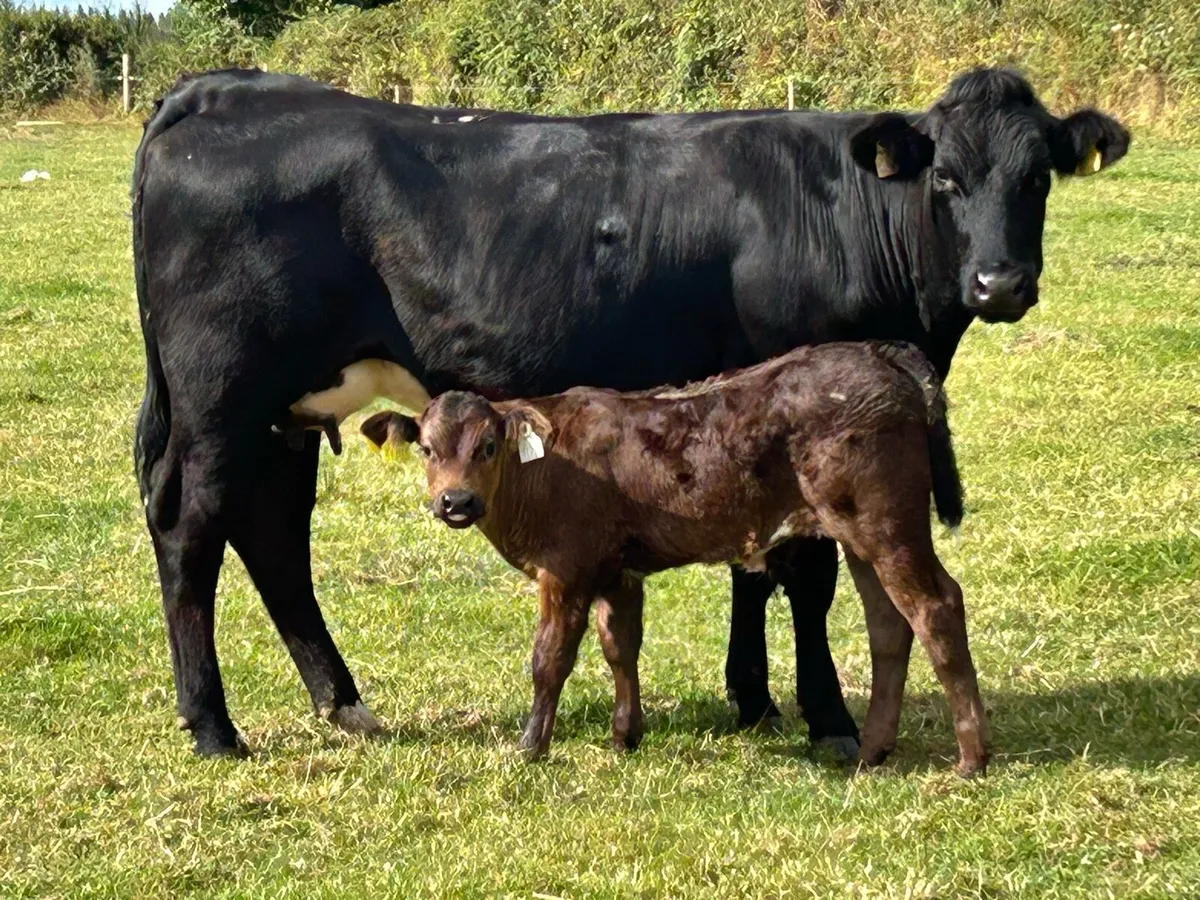 First calved limousine heifer and bull calf - Image 2