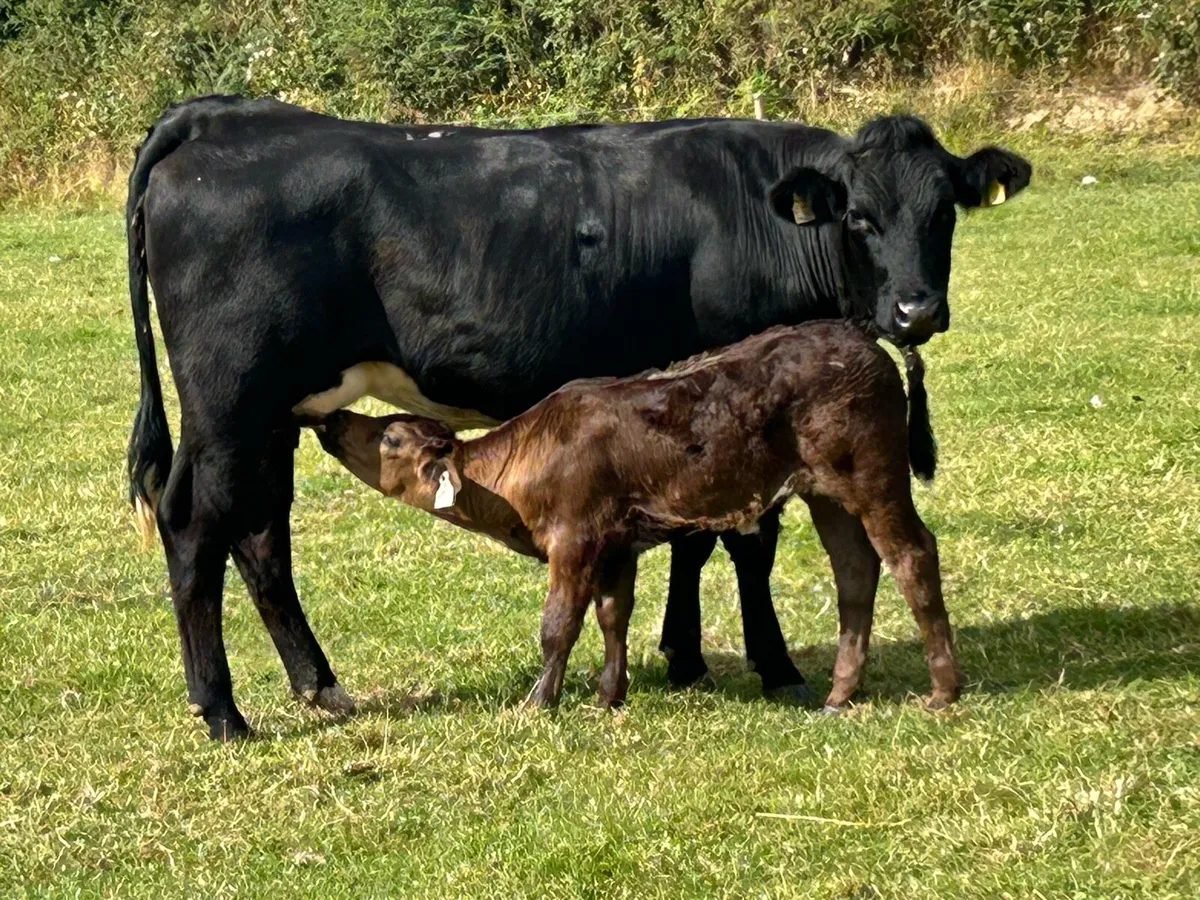 First calved limousine heifer and bull calf - Image 3
