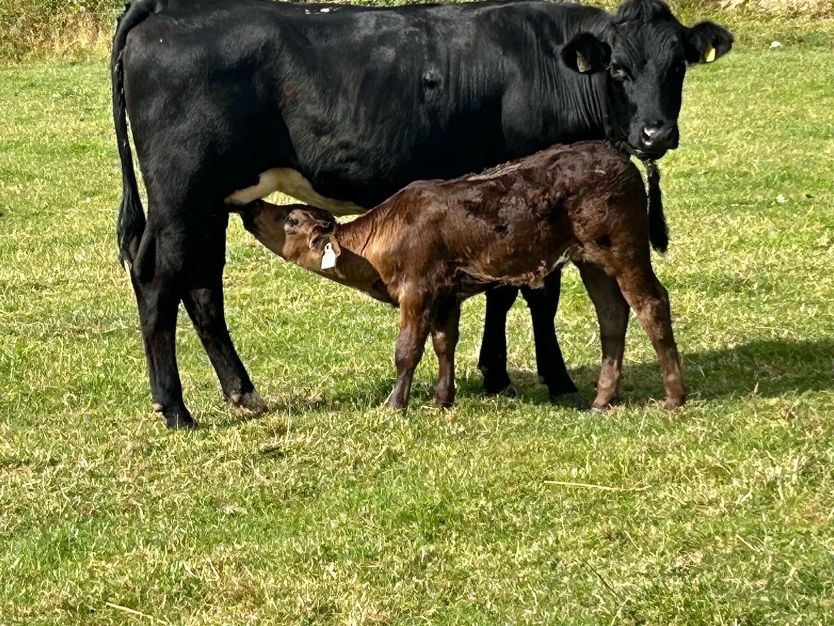 First calved limousine heifer and bull calf - Image 4