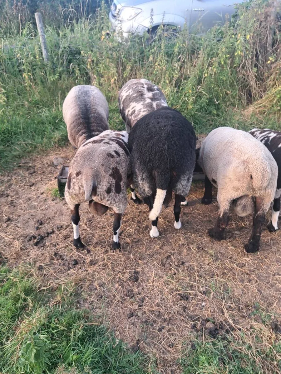 Zwarble ram - Image 2