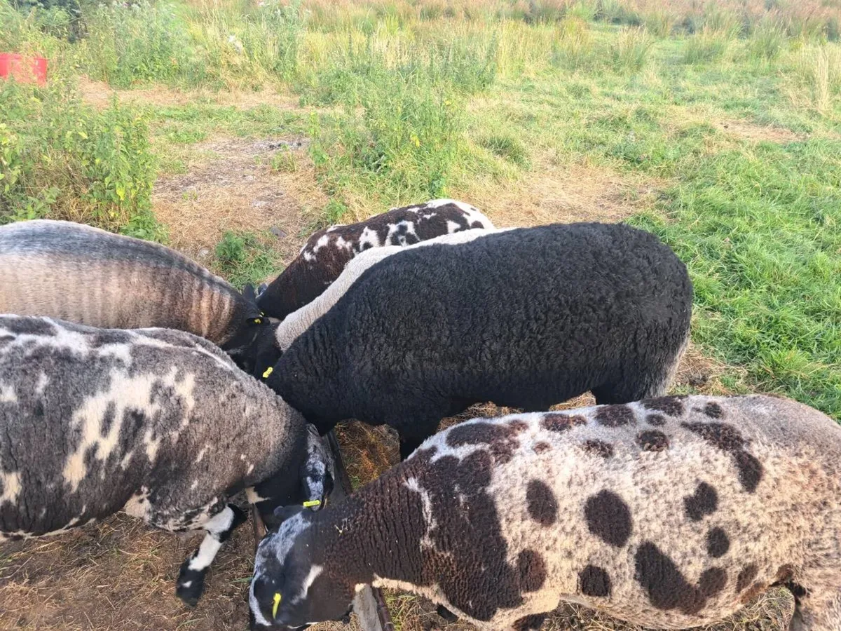 Zwarble ram - Image 3
