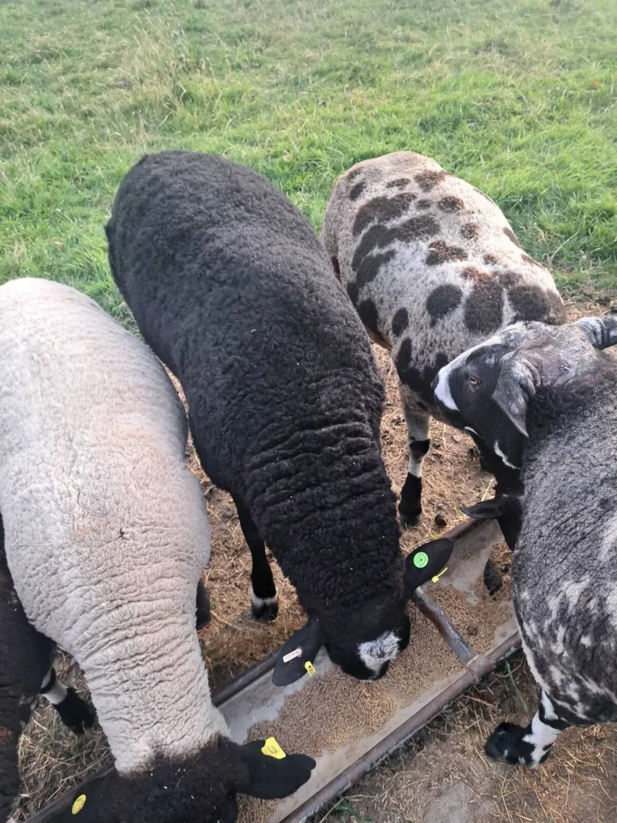 Zwarble ram - Image 1