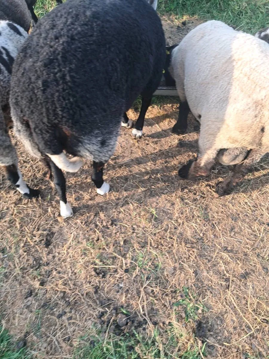 Zwarble ram - Image 4