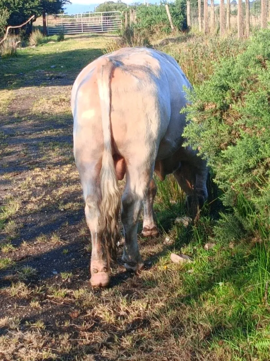 White Shorthorn Bull for sale. - Image 2