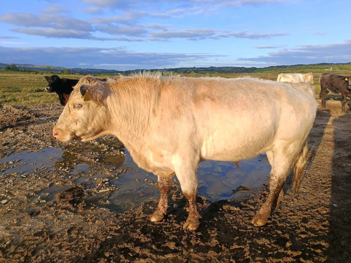 White Shorthorn Bull for sale. - Image 1