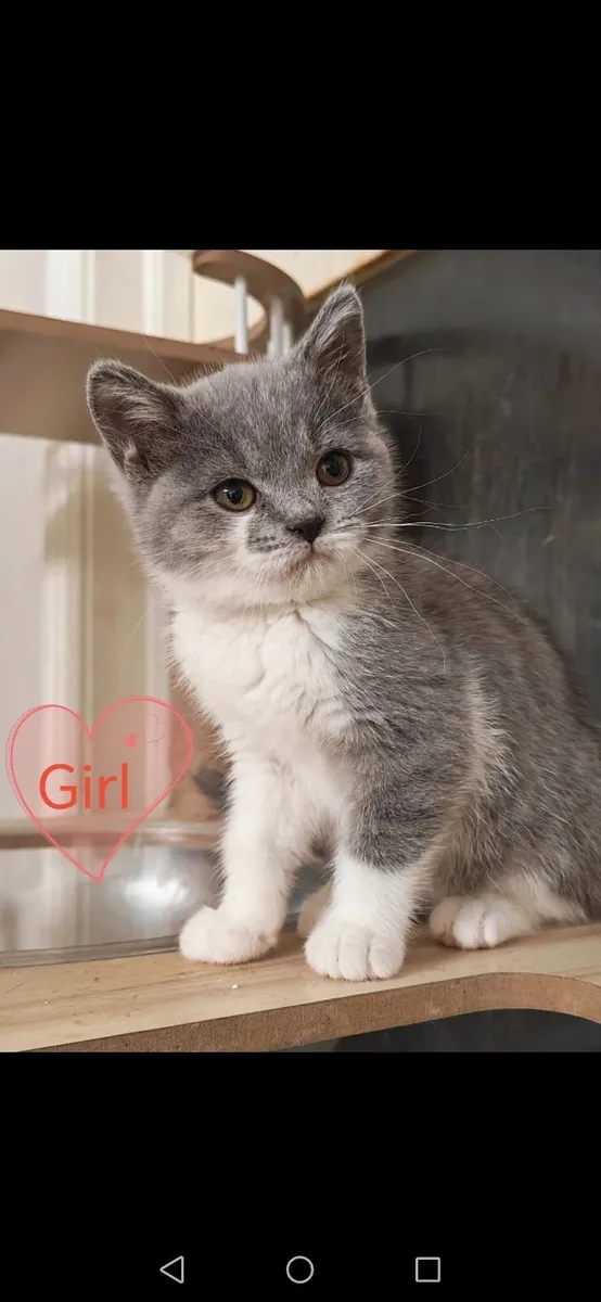 British Shorthair Kittens - Image 2
