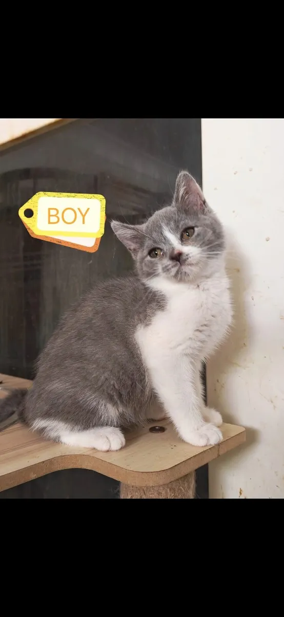 British Shorthair Kittens - Image 3