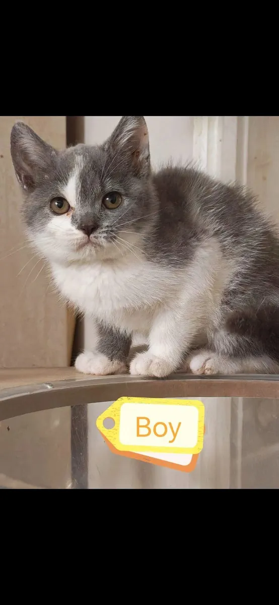 British Shorthair Kittens - Image 4