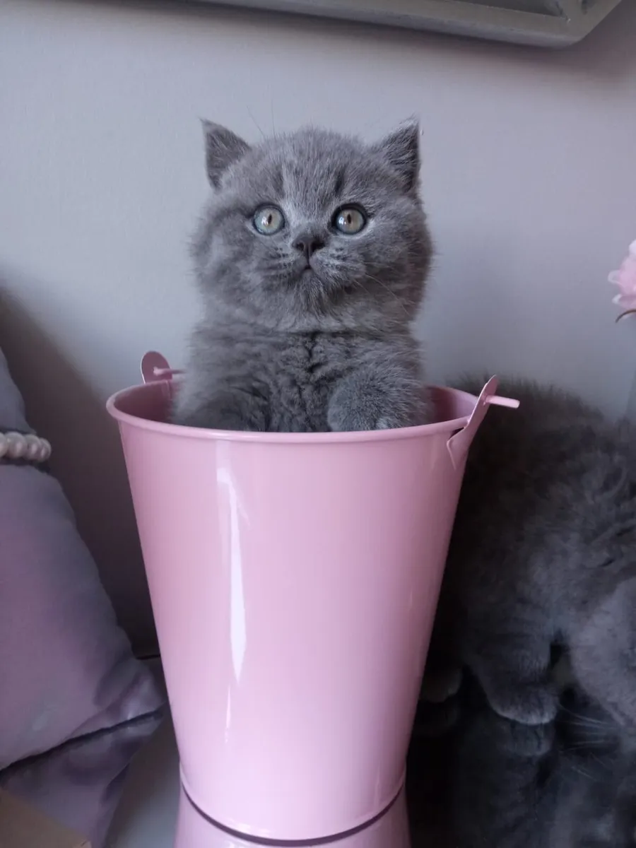 Amazing Purebred British Shorthair kittens - Image 1