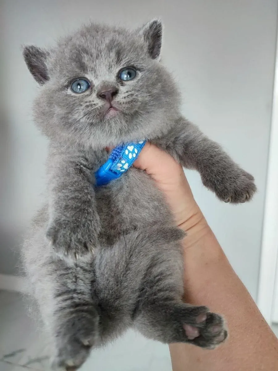 Amazing Purebred British Shorthair kittens - Image 2