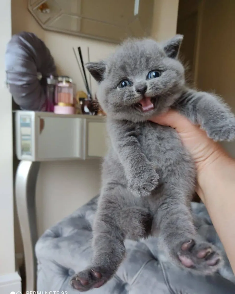 Amazing Purebred British Shorthair kittens - Image 3