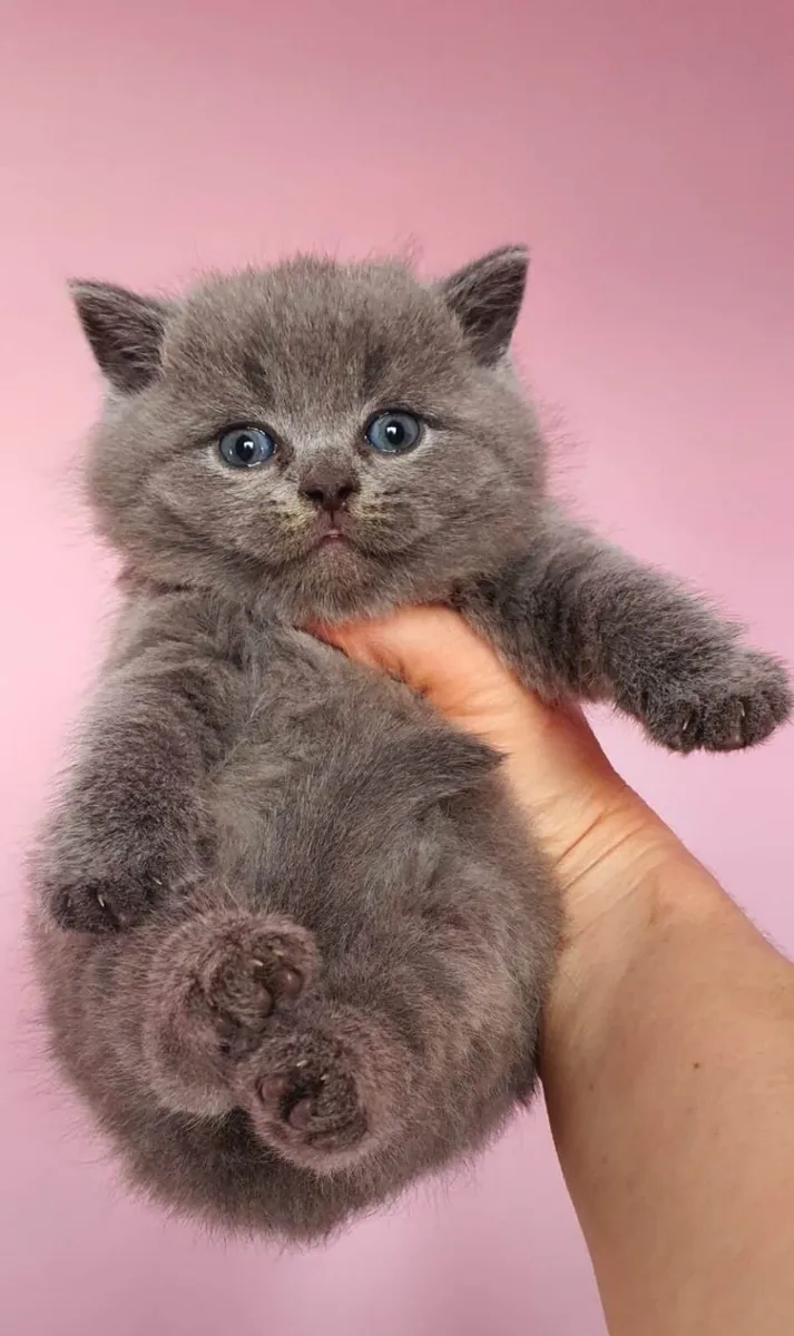 Amazing Purebred British Shorthair kittens - Image 4