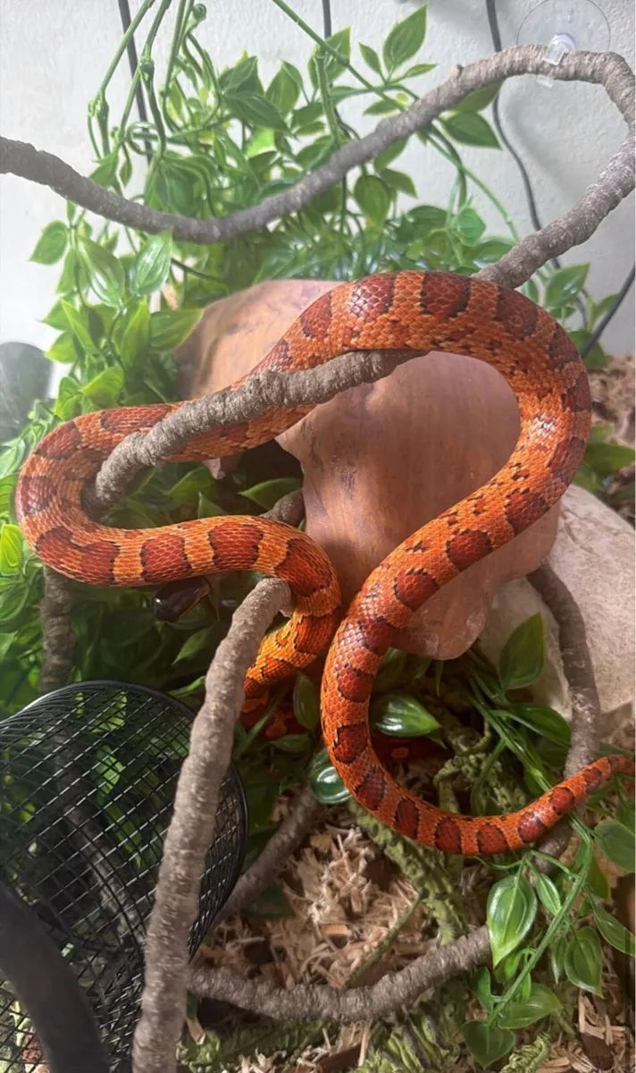 Corn snake and full set up - Image 2