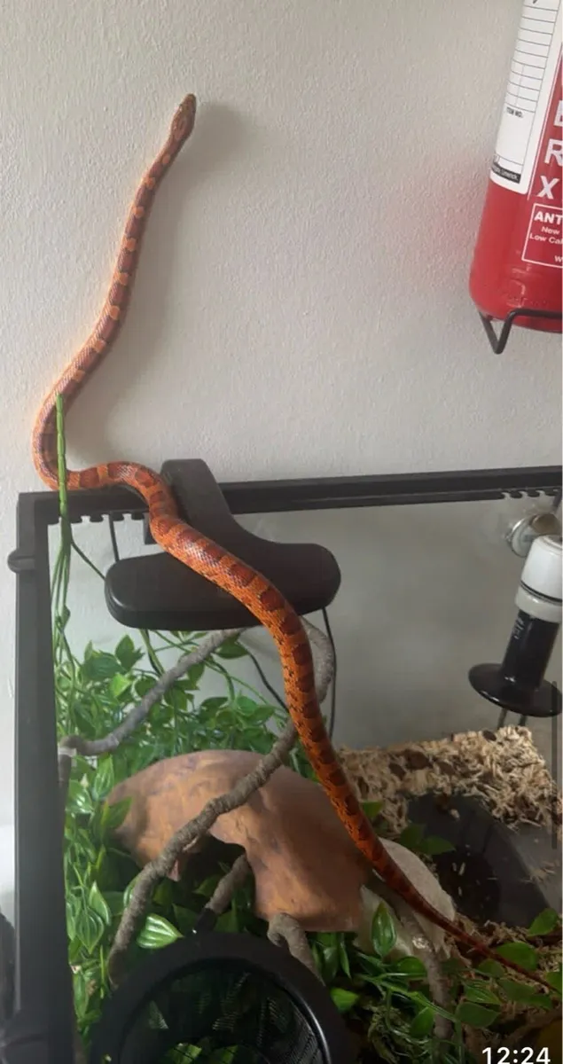 Corn snake and full set up - Image 3