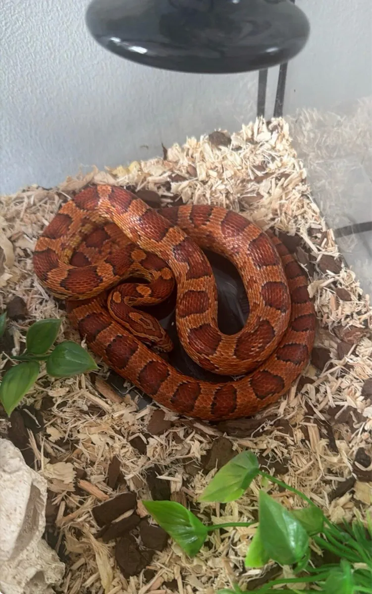 Corn snake and full set up - Image 1