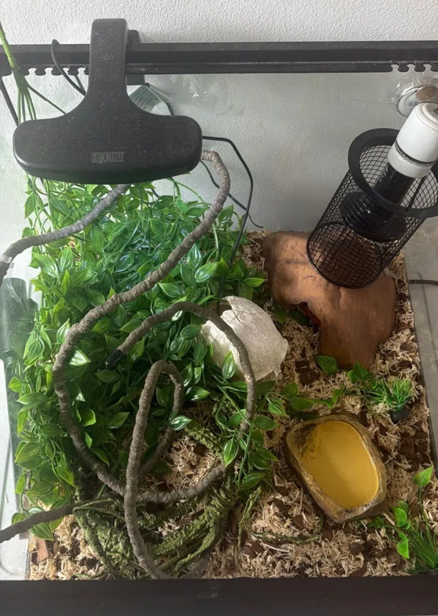 Corn snake and full set up - Image 4